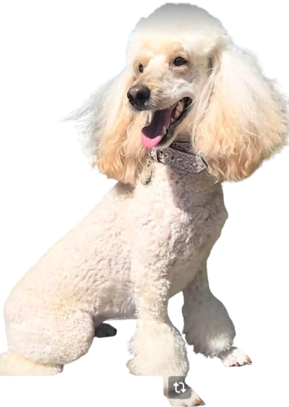doggie high poly