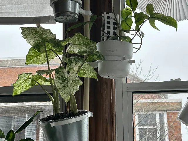 Adjustable pot holder for wall mounted dowel