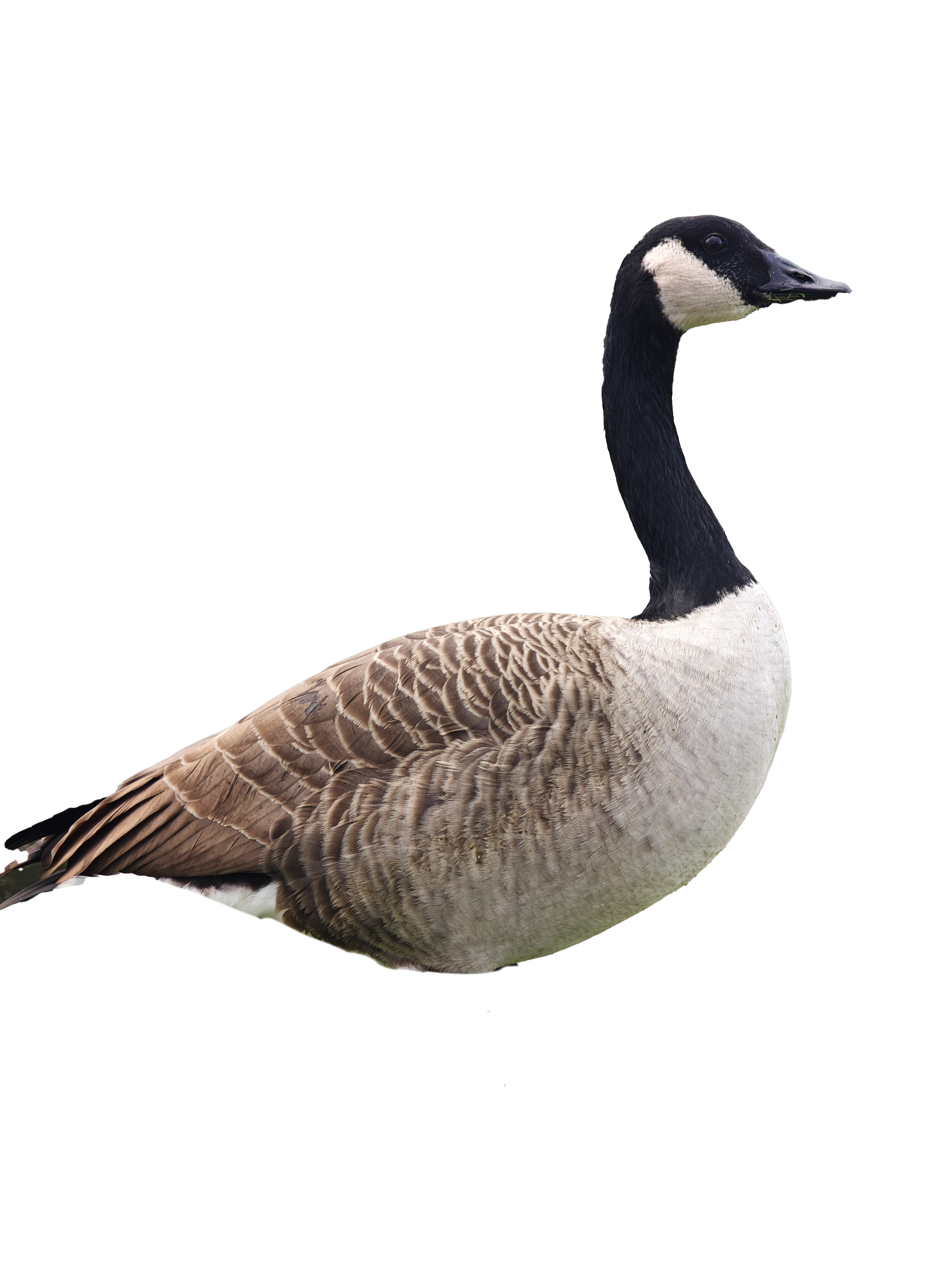 Pocket Goose - Flatforge creation