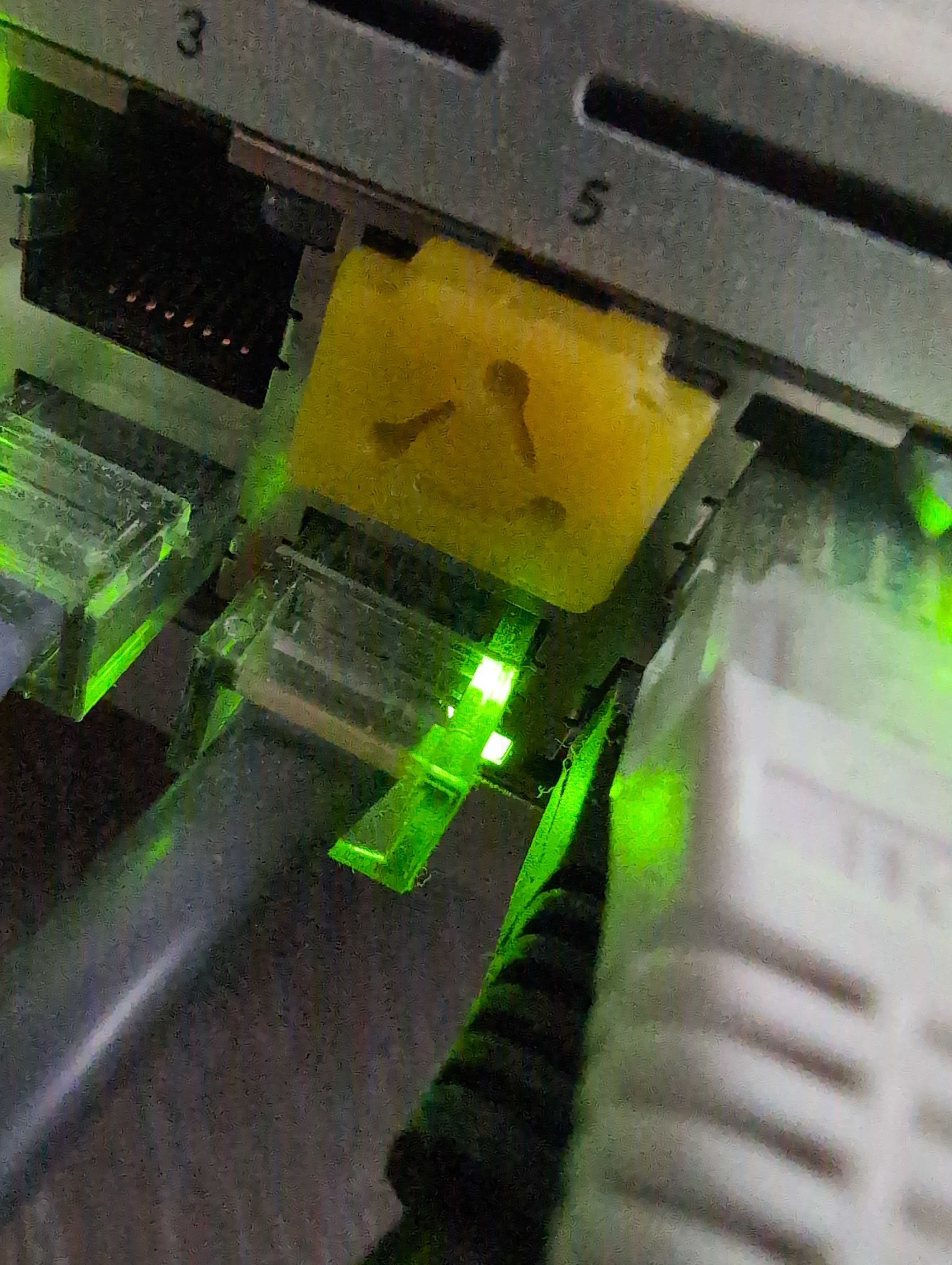 NYC Mesh RJ45 Dust Cap
