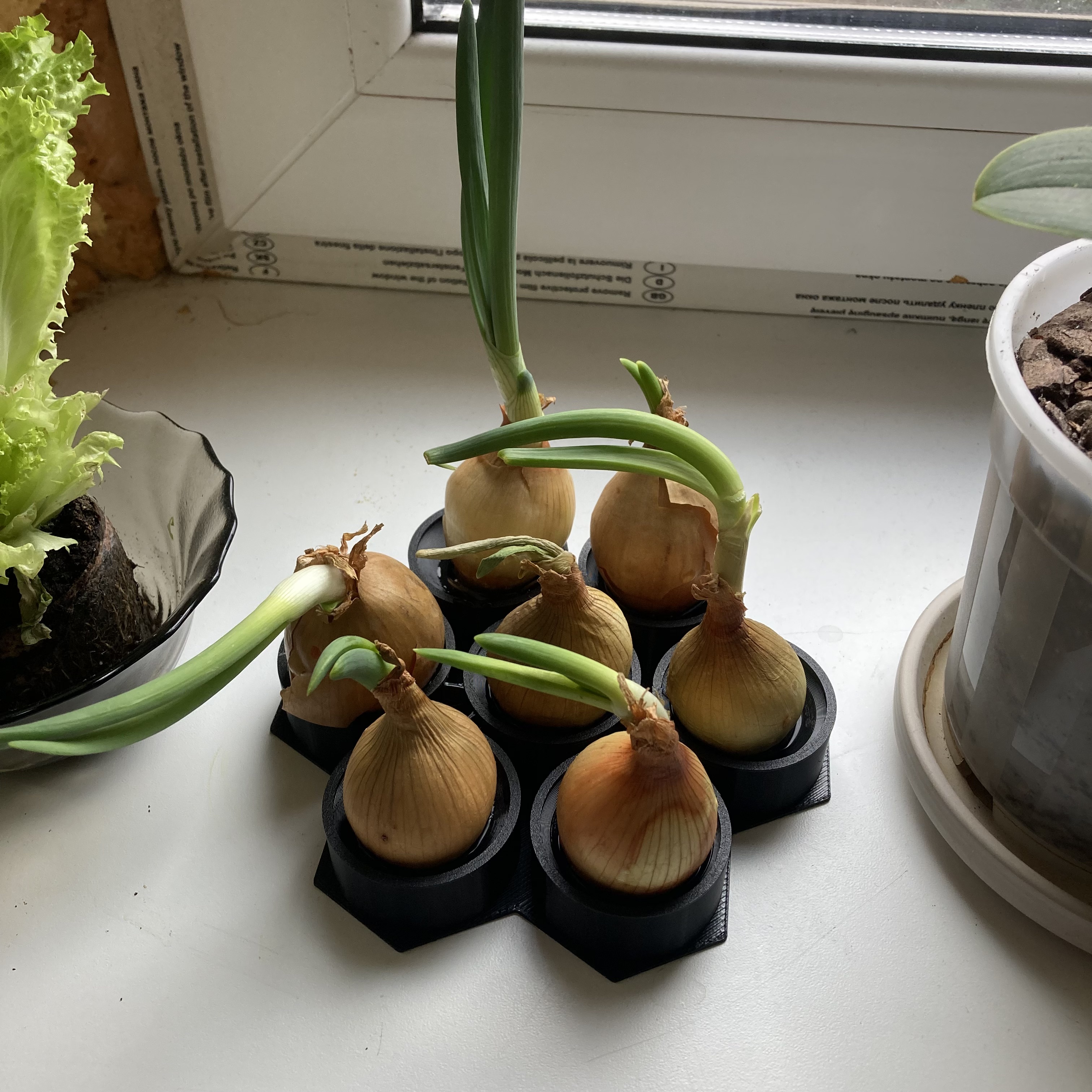 Onion sprouter