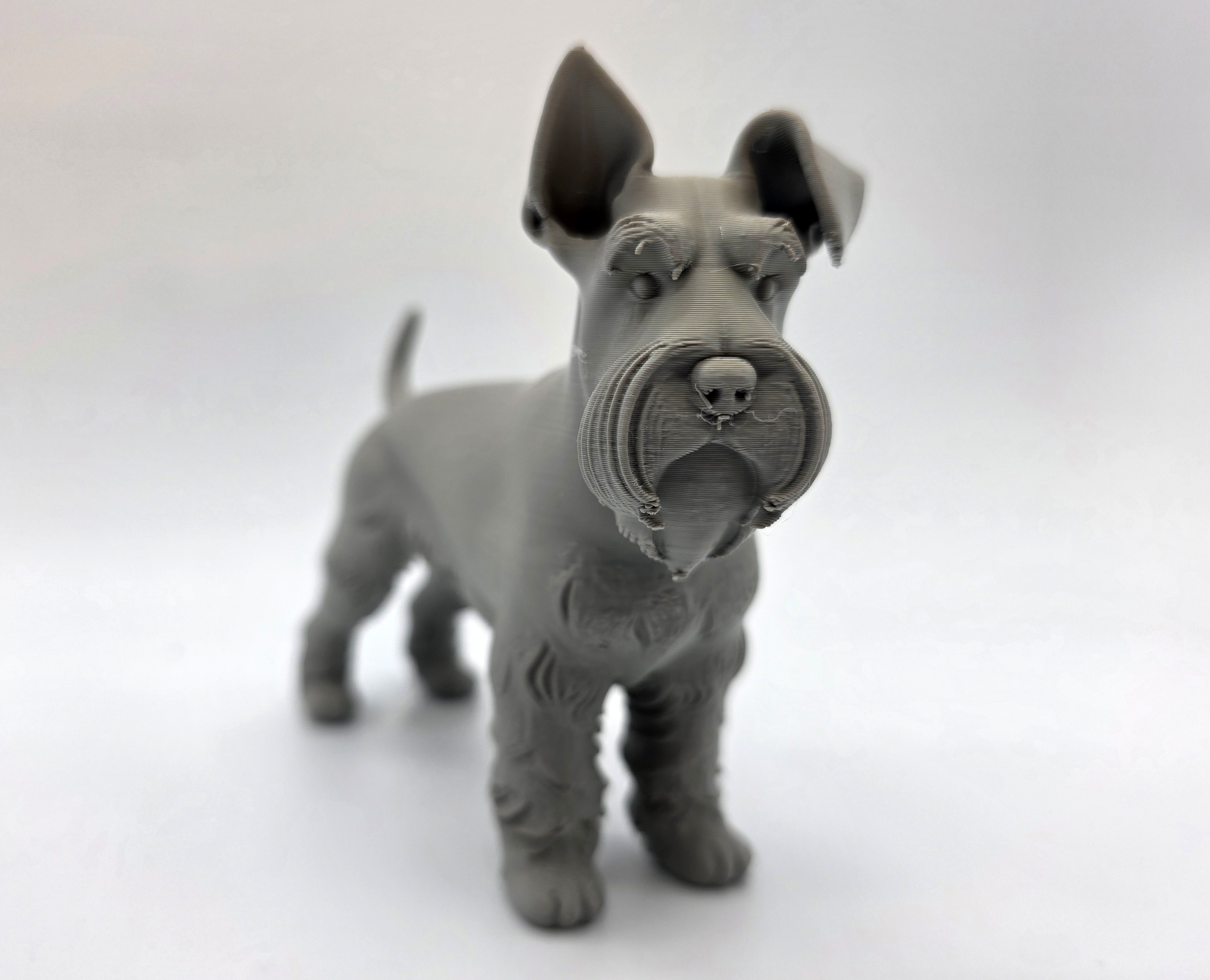 Standing French Bulldog - One ear down