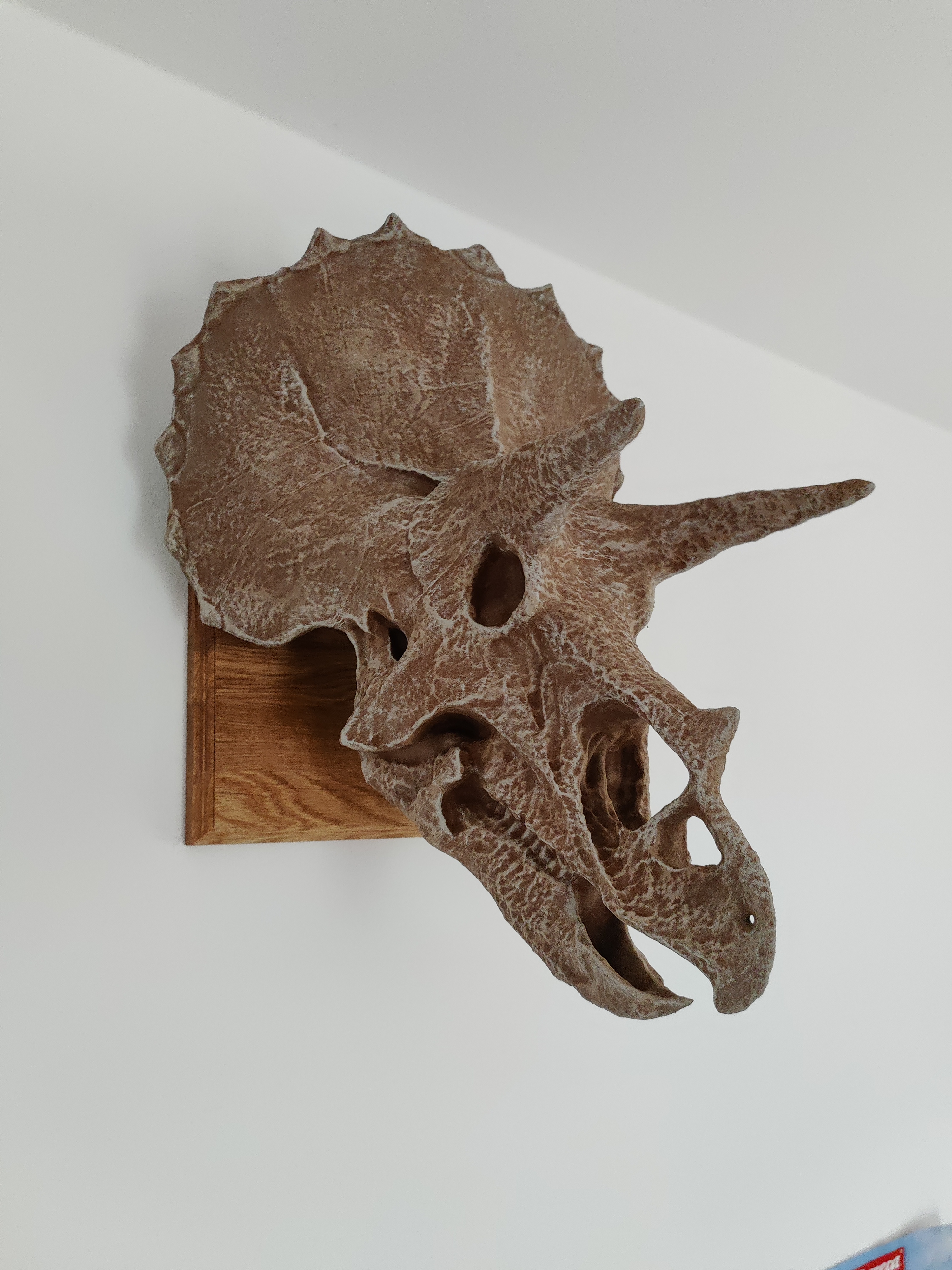 GIANT TRICERATOPS HEAD