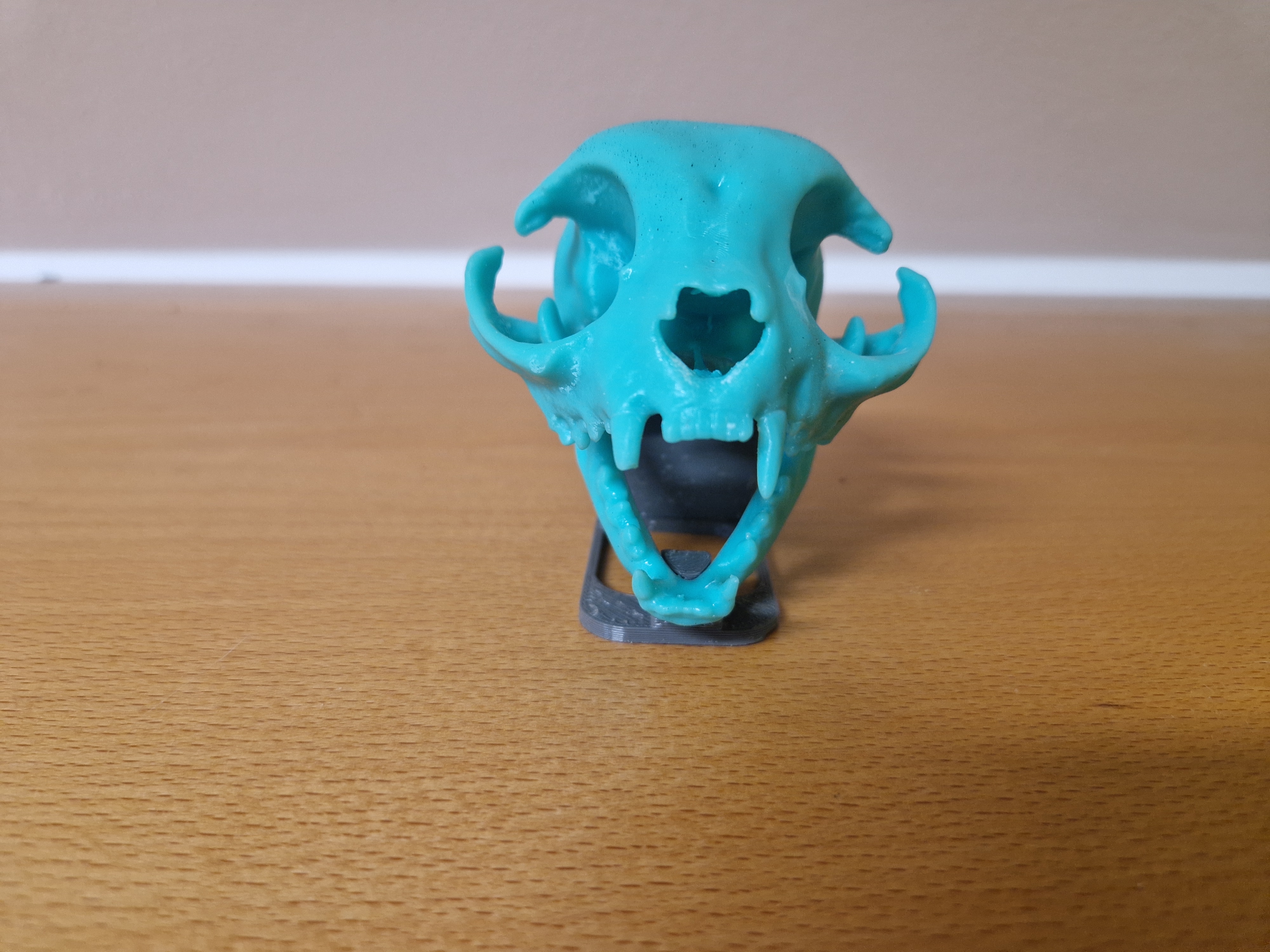 Cat Skull Model (CT Scan Based) with Display Stand