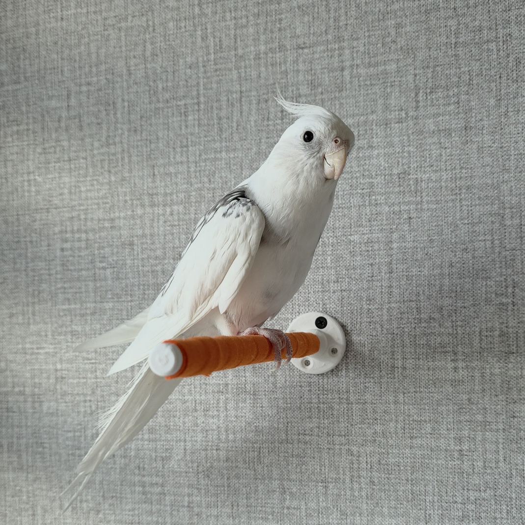 Wall mounted bird perch