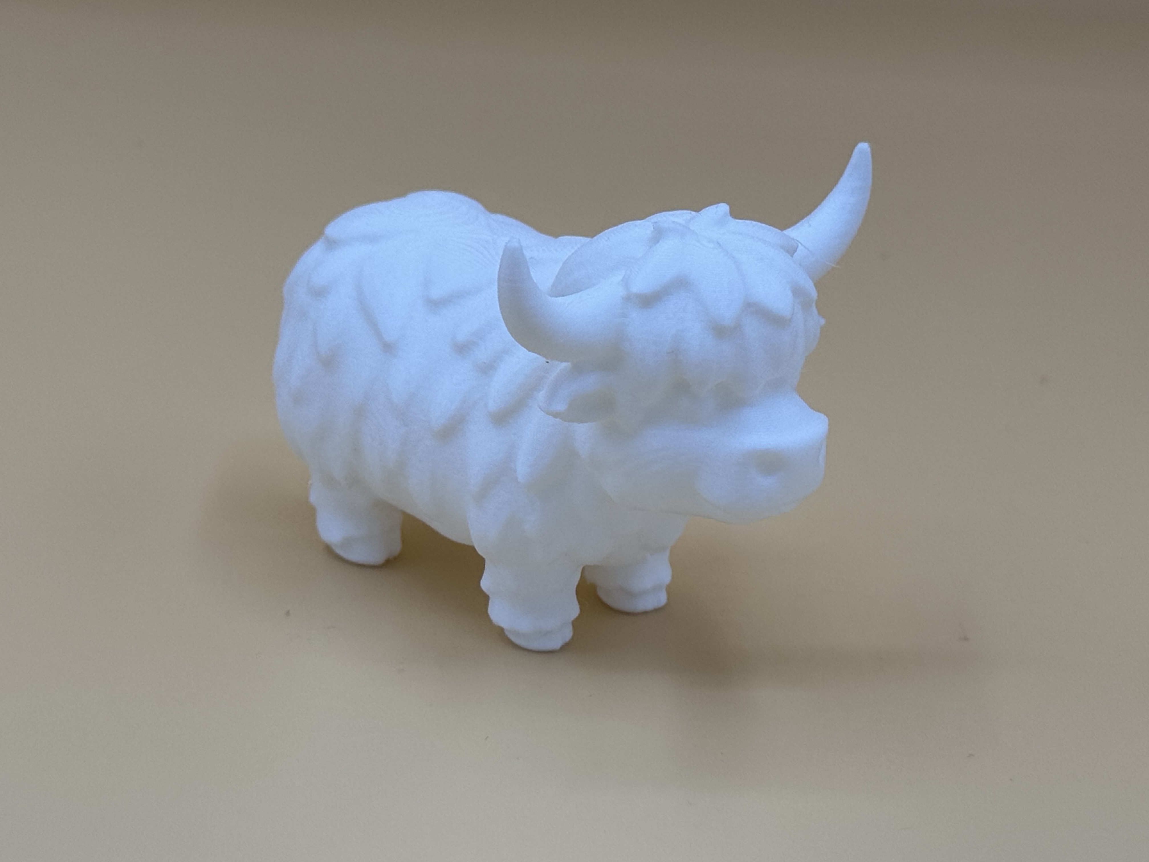 Cute Highland Cow