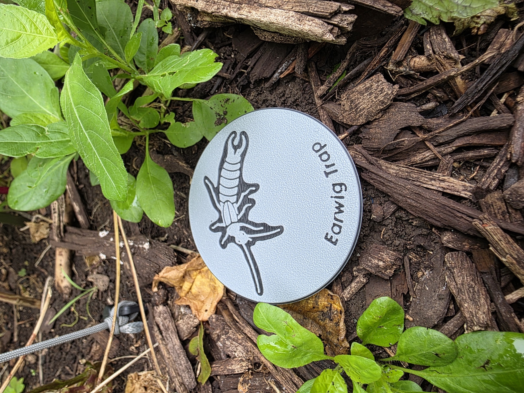Earwig Trap