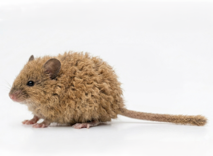 Wooly Mouse (New Species of Mouse Crossed with the Woolly Mammoth)
