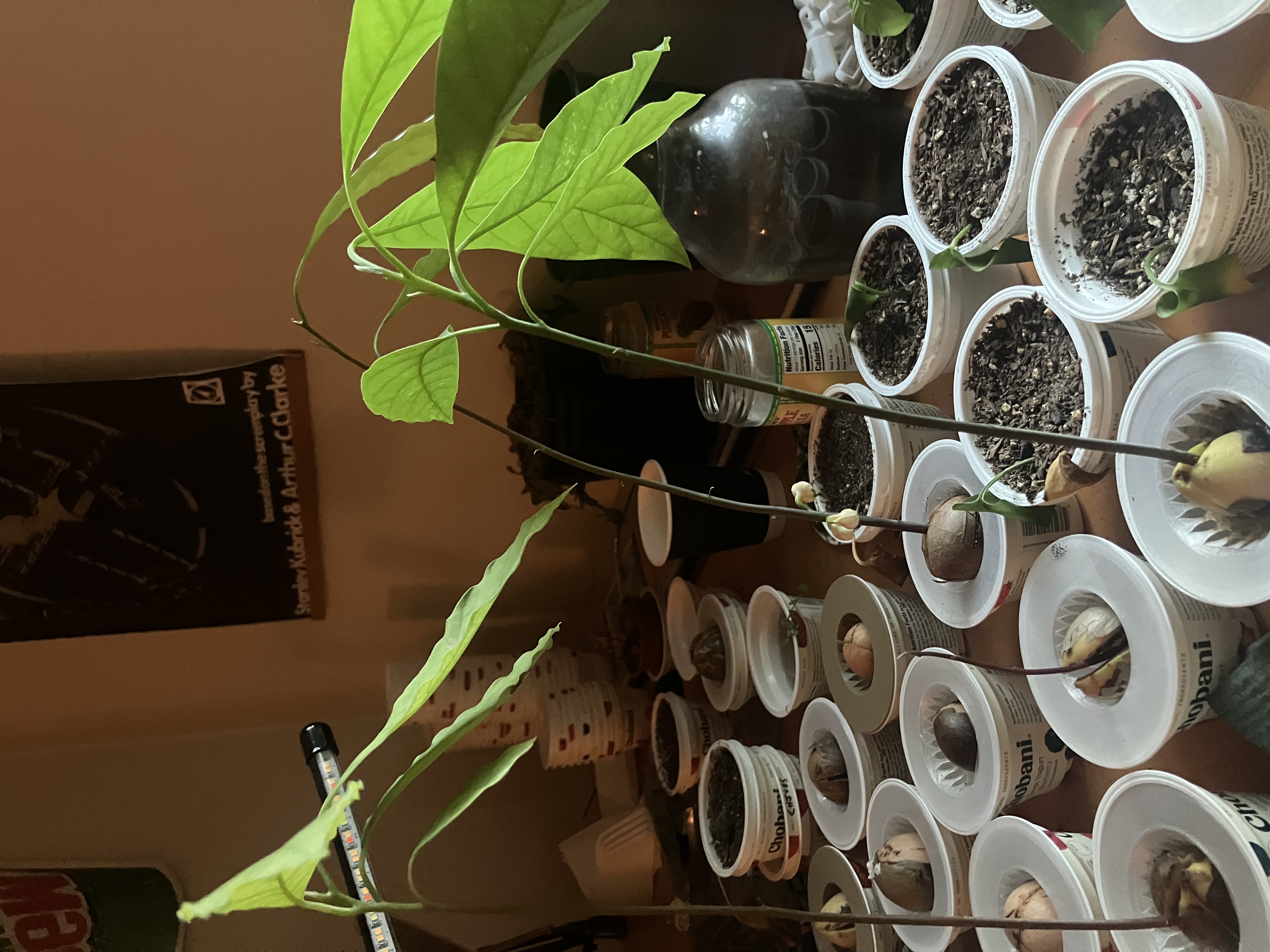 Avocado Seed Sprouter