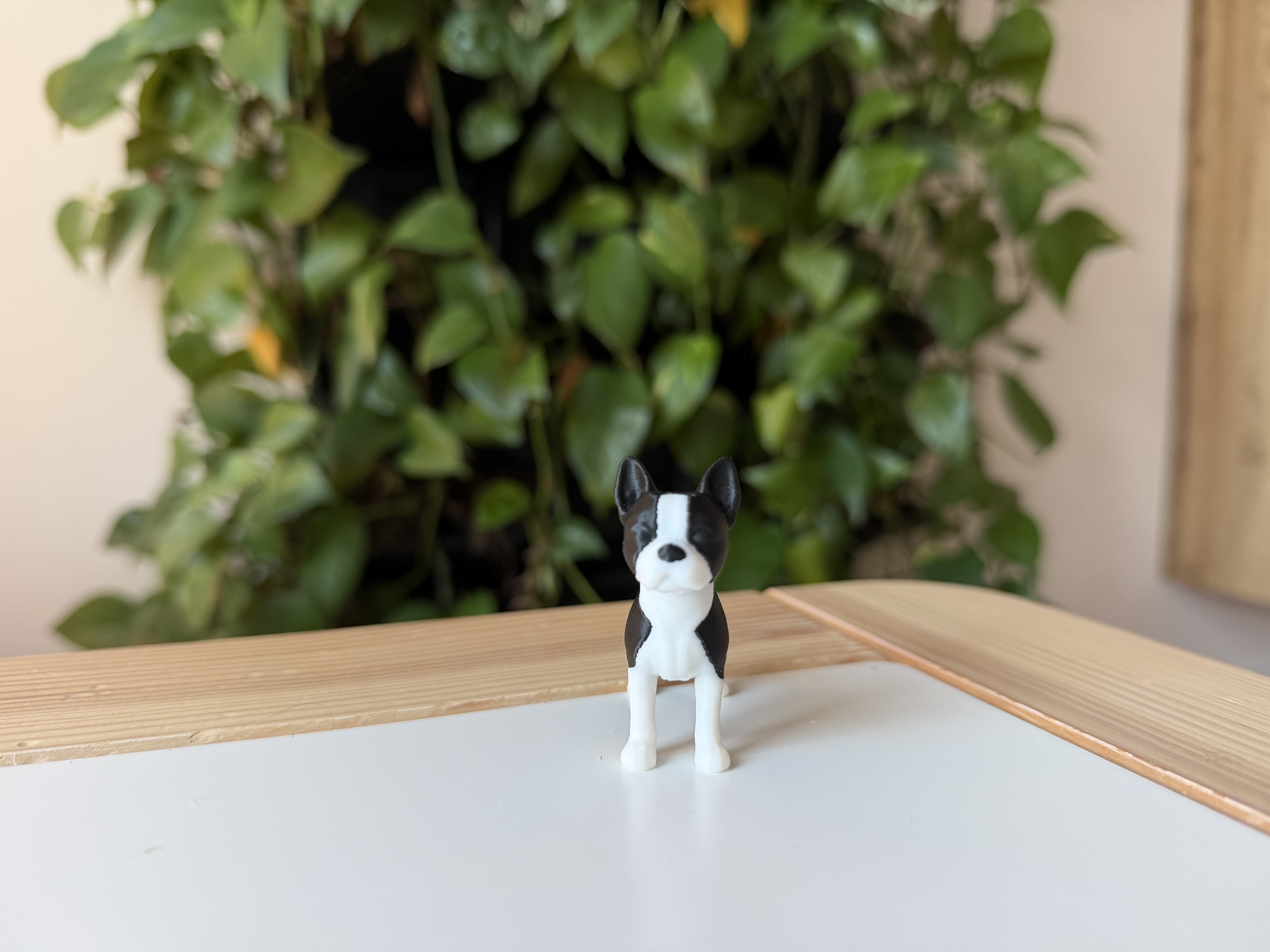 Boston terrier — miniatura 3