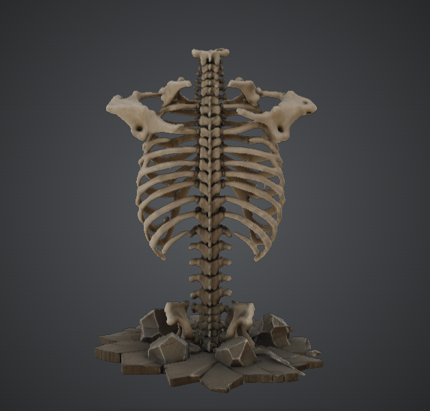 Human Ribcage Skeleton Display – Anatomical Spine and Torso