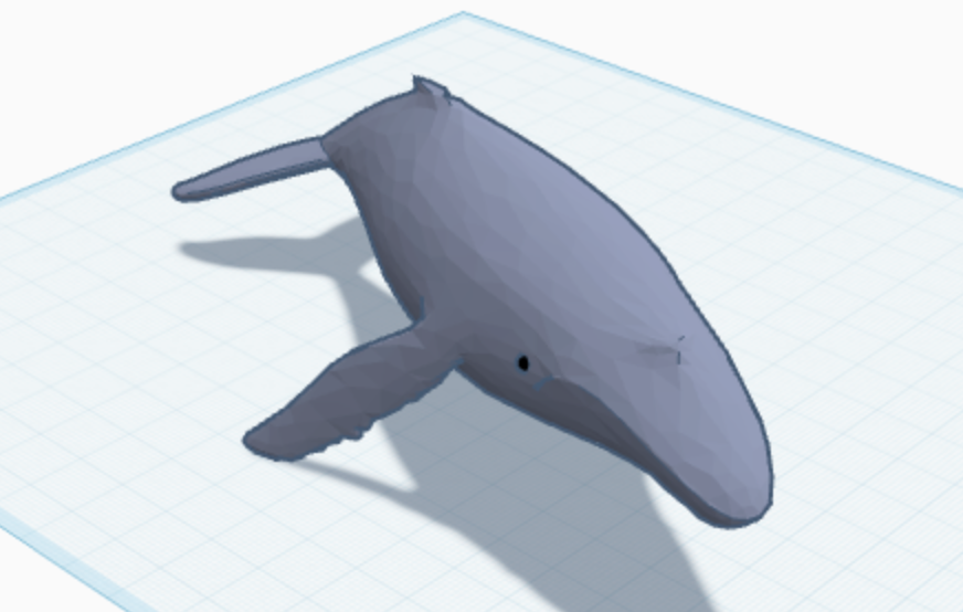 Orca Whale