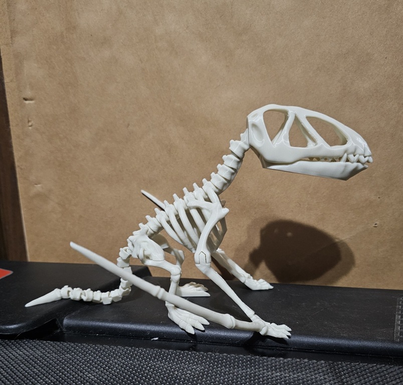 Articulated dinosaur skeleton 8
