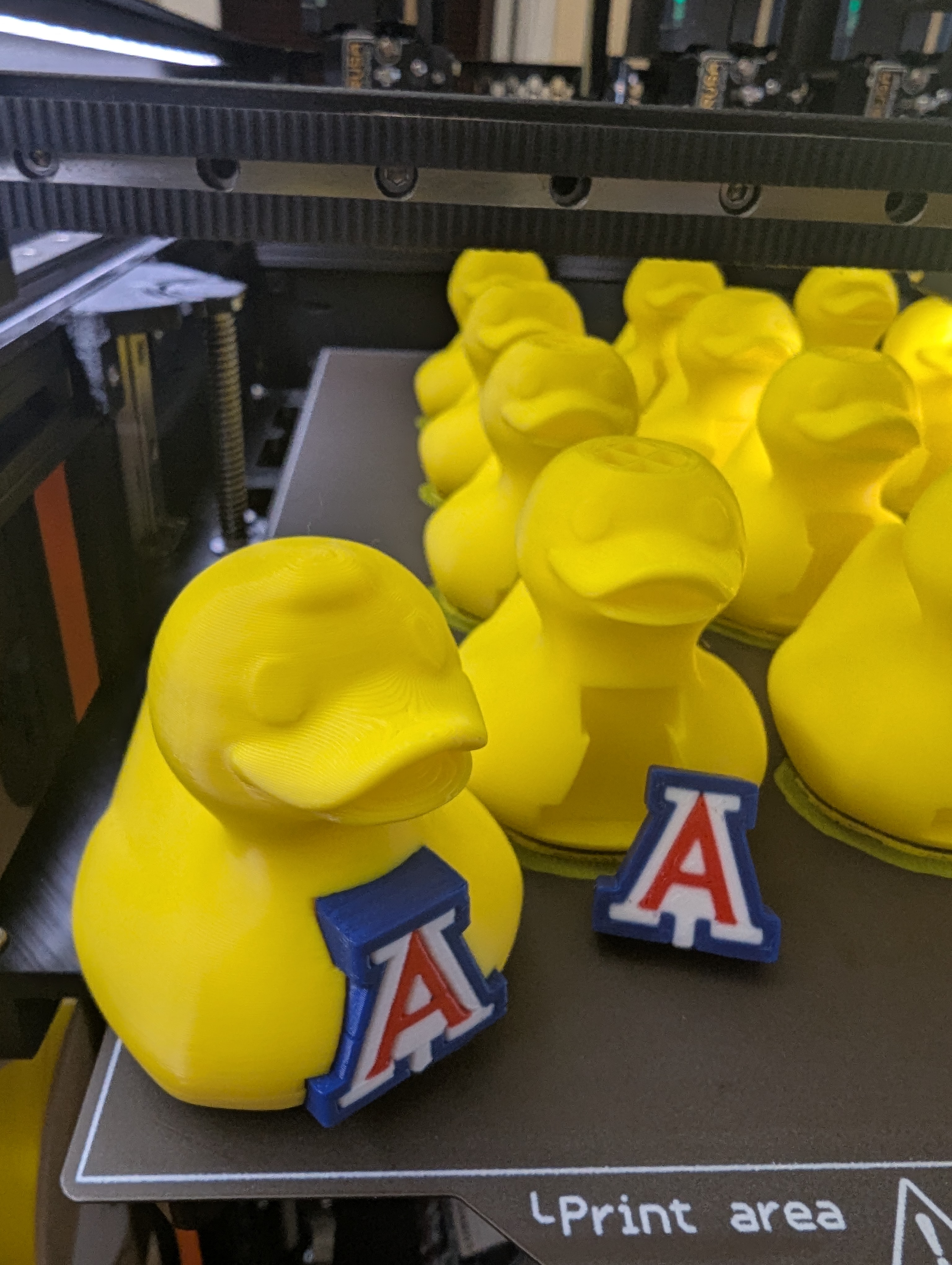 UofA Duck