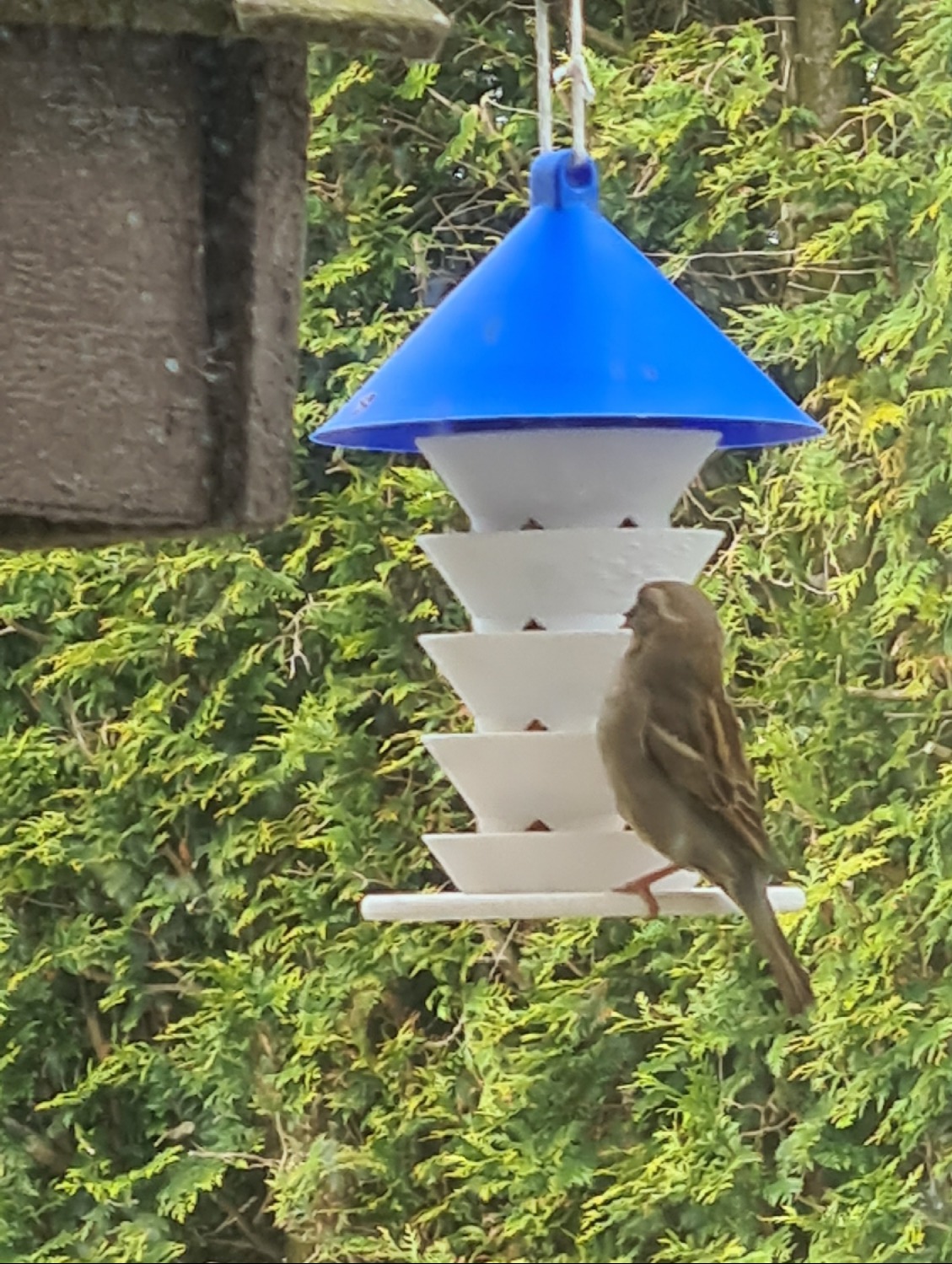 Bird feeder with a bottom perch.