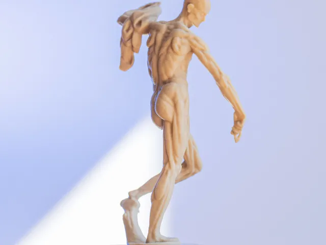 Anatomical model – écorché