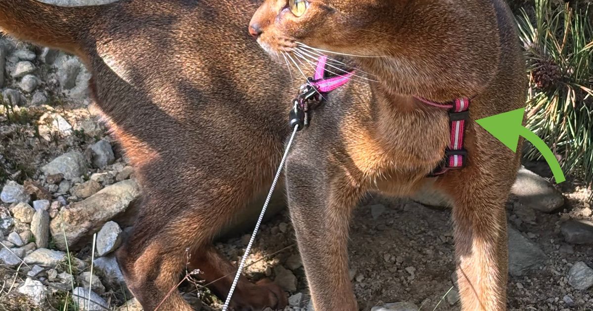 Hoop for Cat/Dog Harness