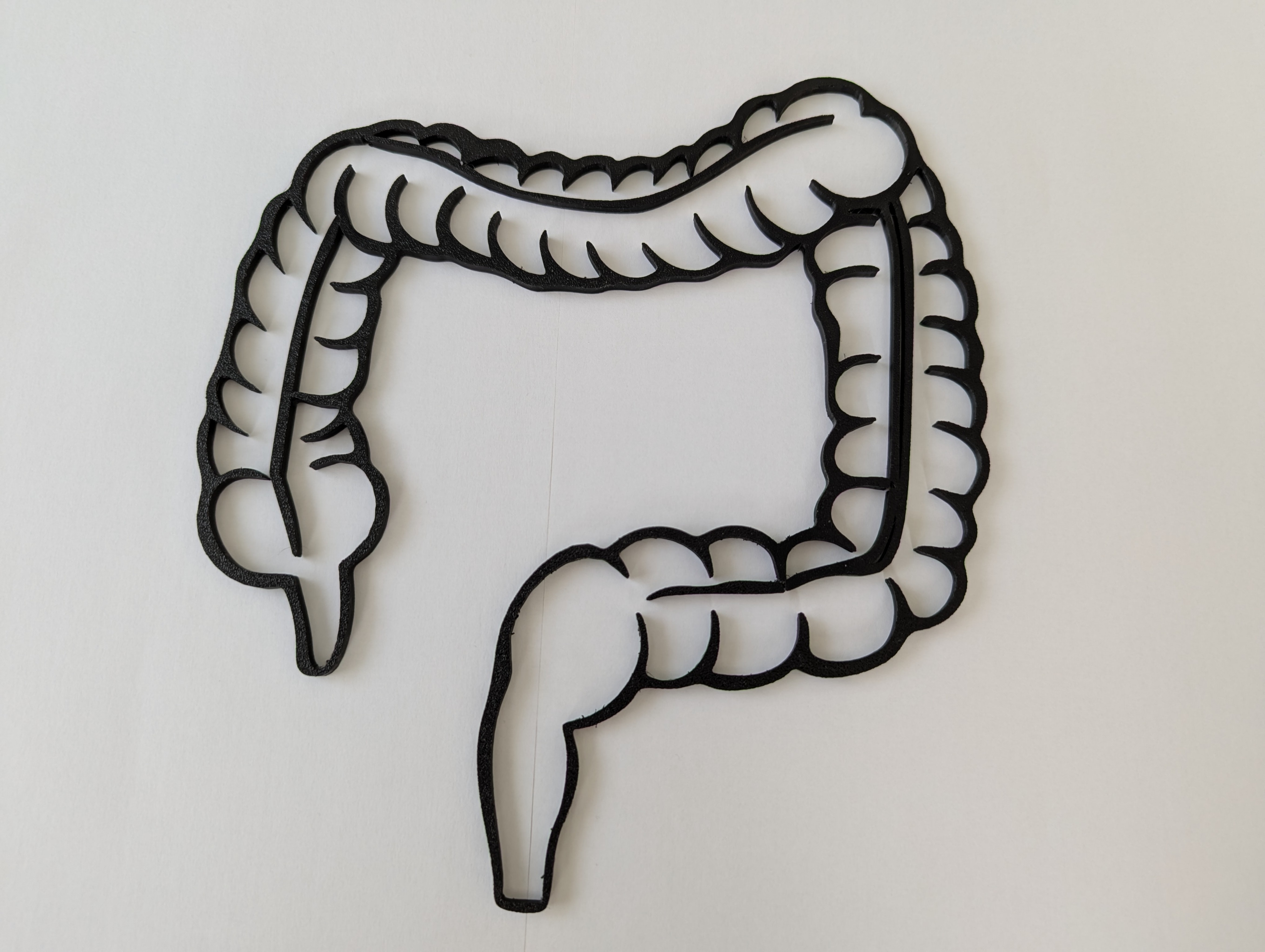 Large Intestine Outline Model