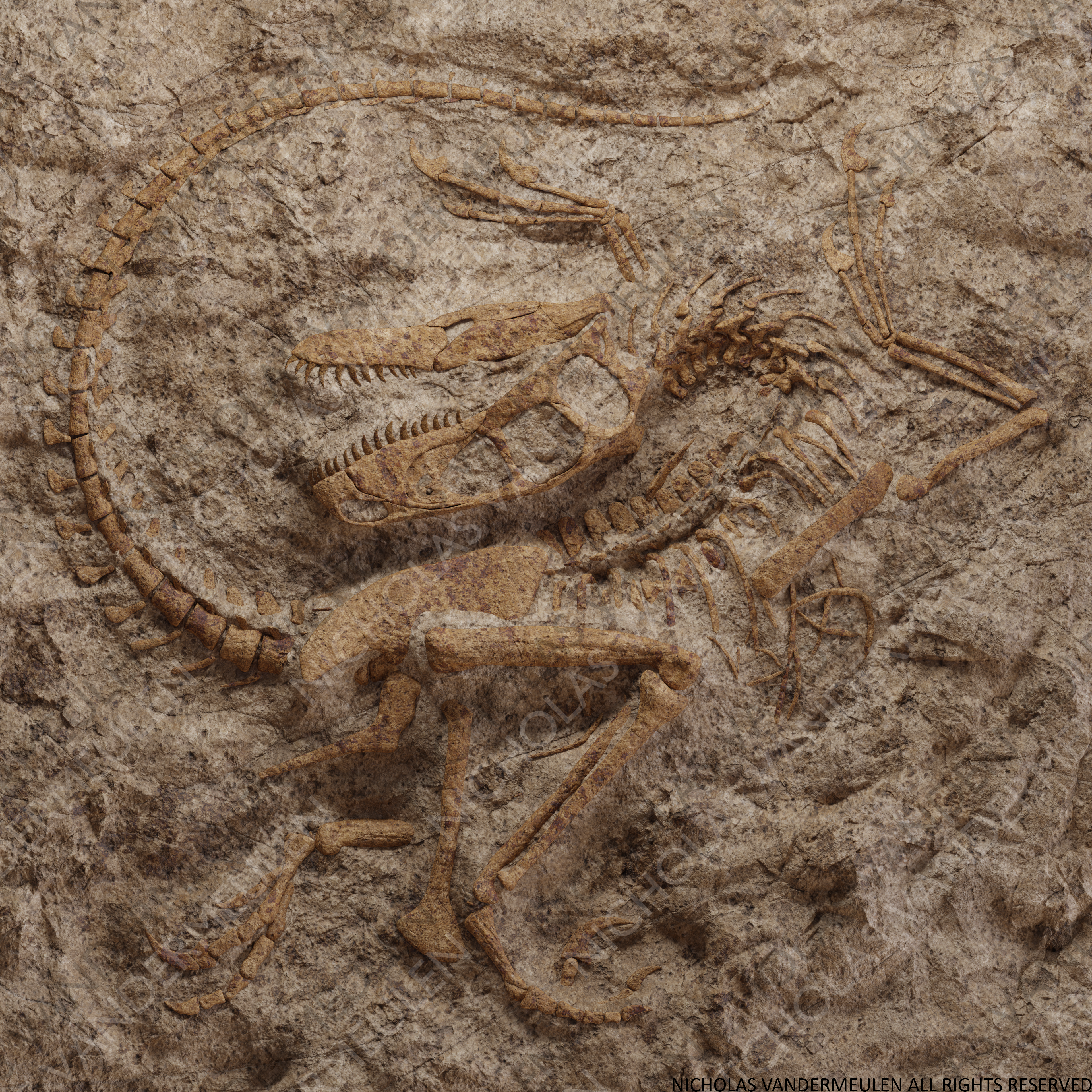 Raptor Death Pose Dinosaur Fossil