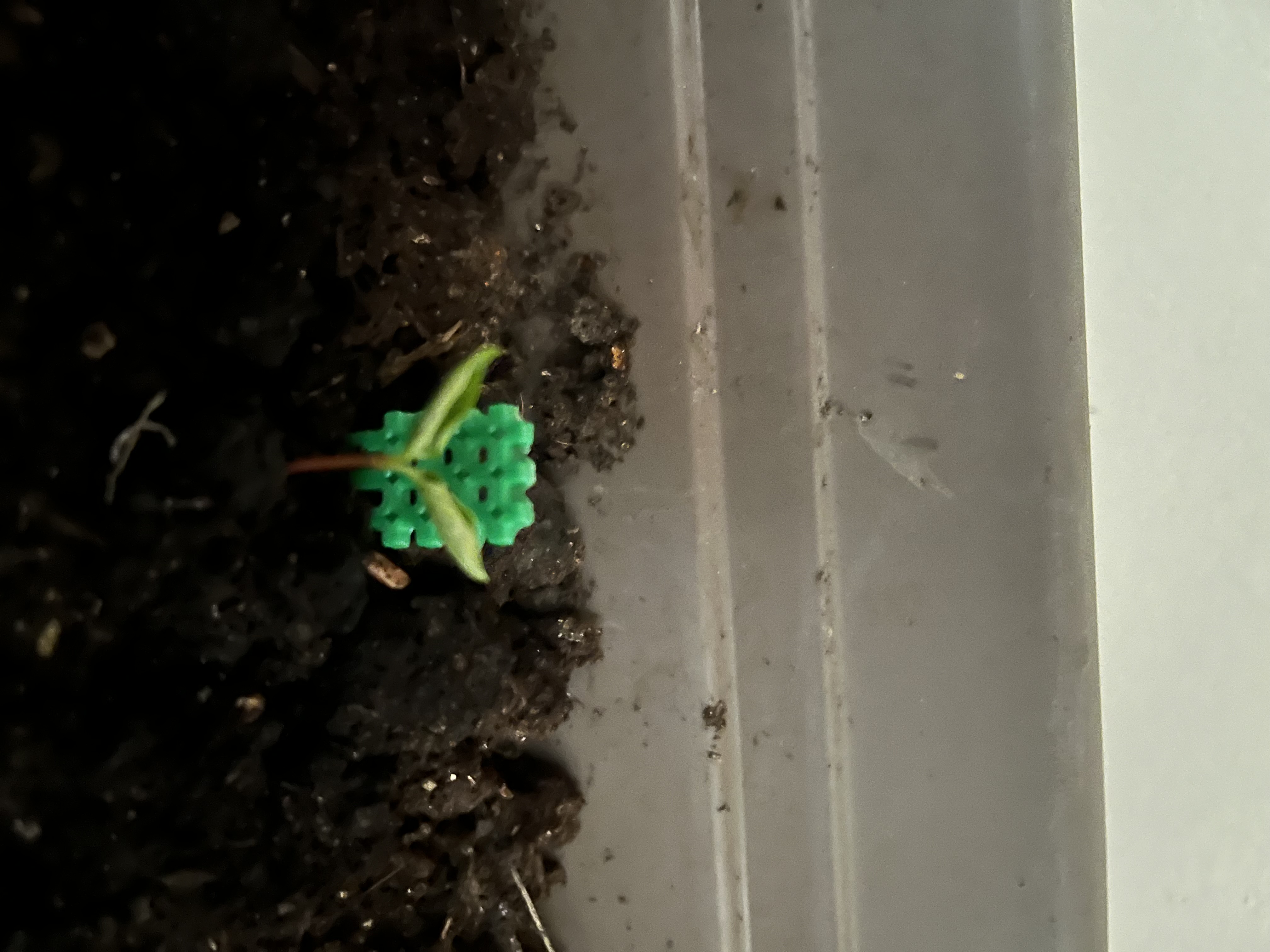 Seedling Trellis — thumbnail 2