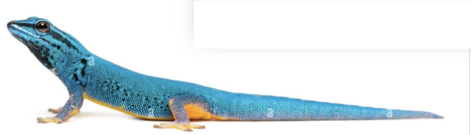 Flexi Electric Blue Day Gecko