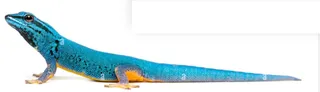 Flexi Electric Blue Day Gecko