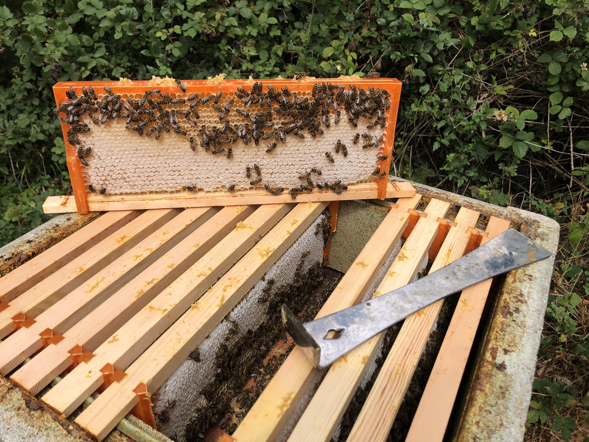 SN4 beehive frame (small format)