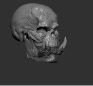 gorilla skull — thumbnail 2