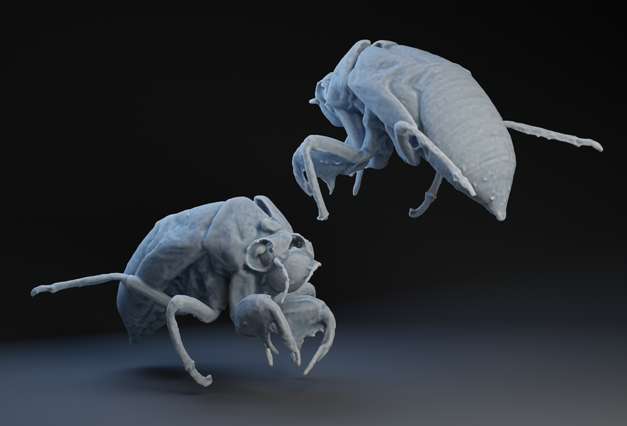 Cicada