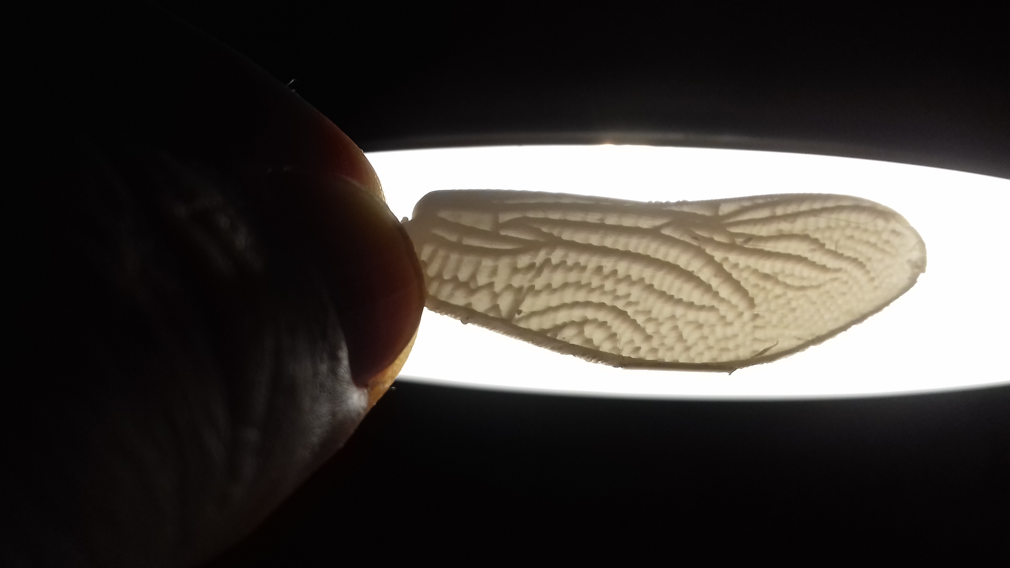 [Voronoi] Dragonfly Lithofan Wings
