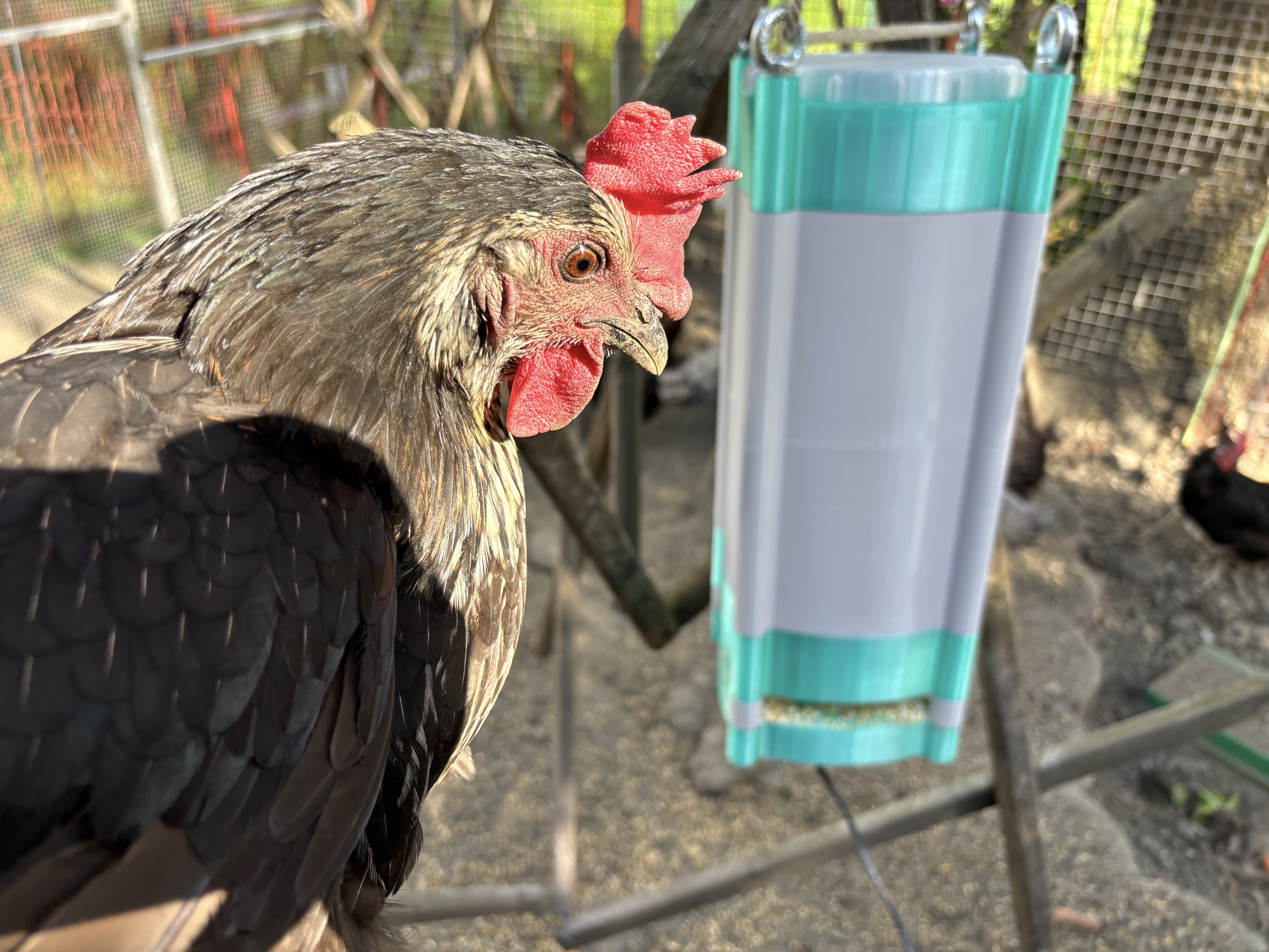 Smart Chicken Feeder