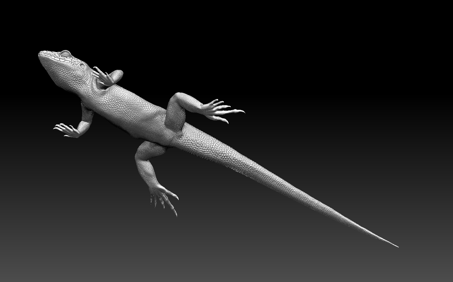 lizard — miniatura 15