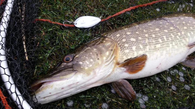 Fishing spoons / lures for pike