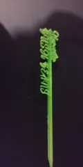 Harvester Bush Beans Plant stake 20 pt. Billionaire Dreams