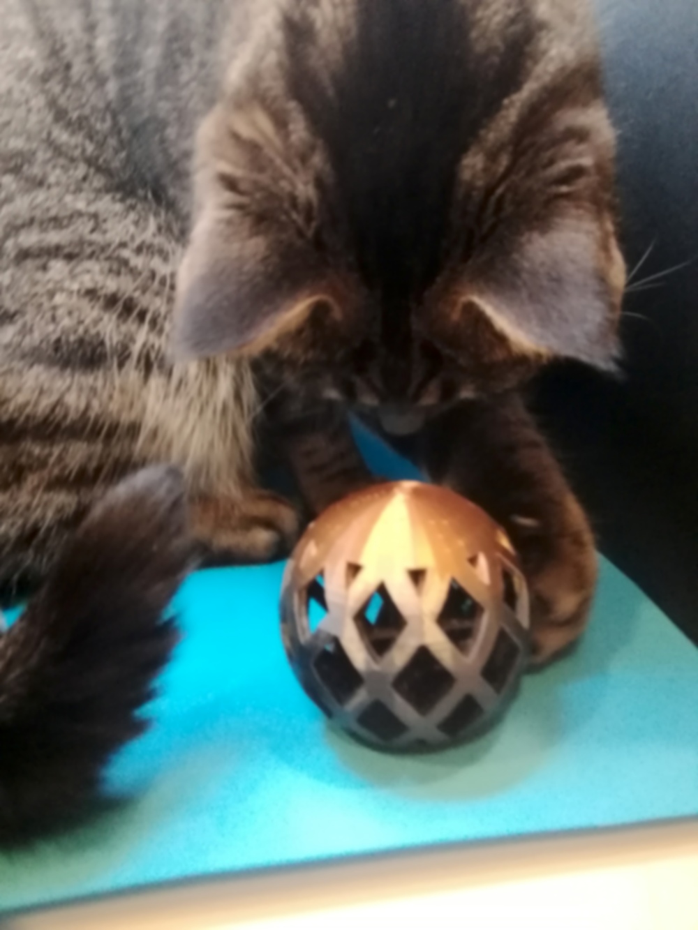 Cat toy