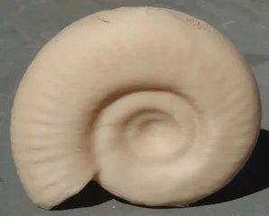 Ammonite - fossil