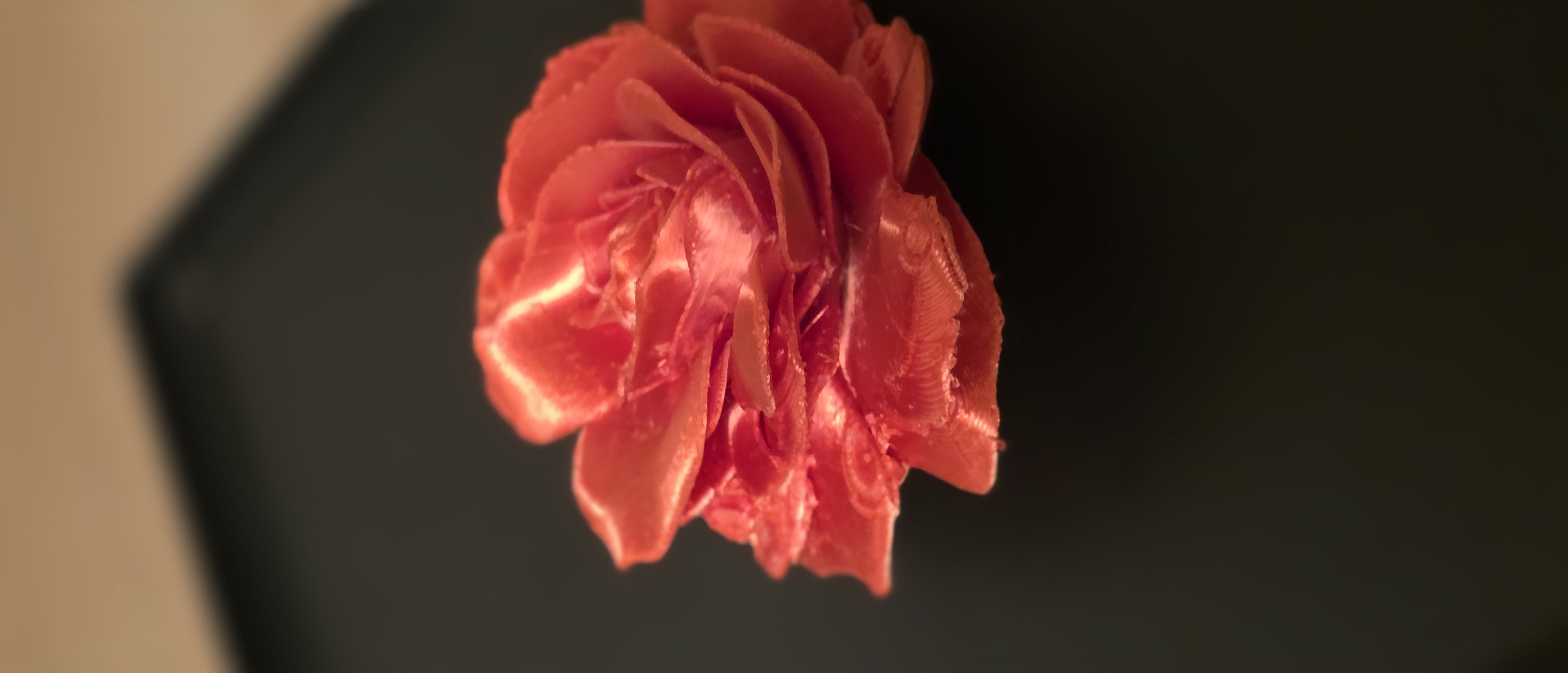 Abracadabra Rose — miniatura 4