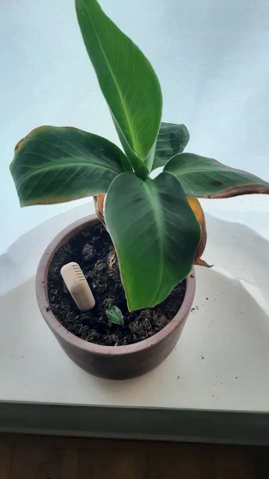 Zigbee plant sensor for B-Parasite by stanvn | Download free STL model |  Printables.com
