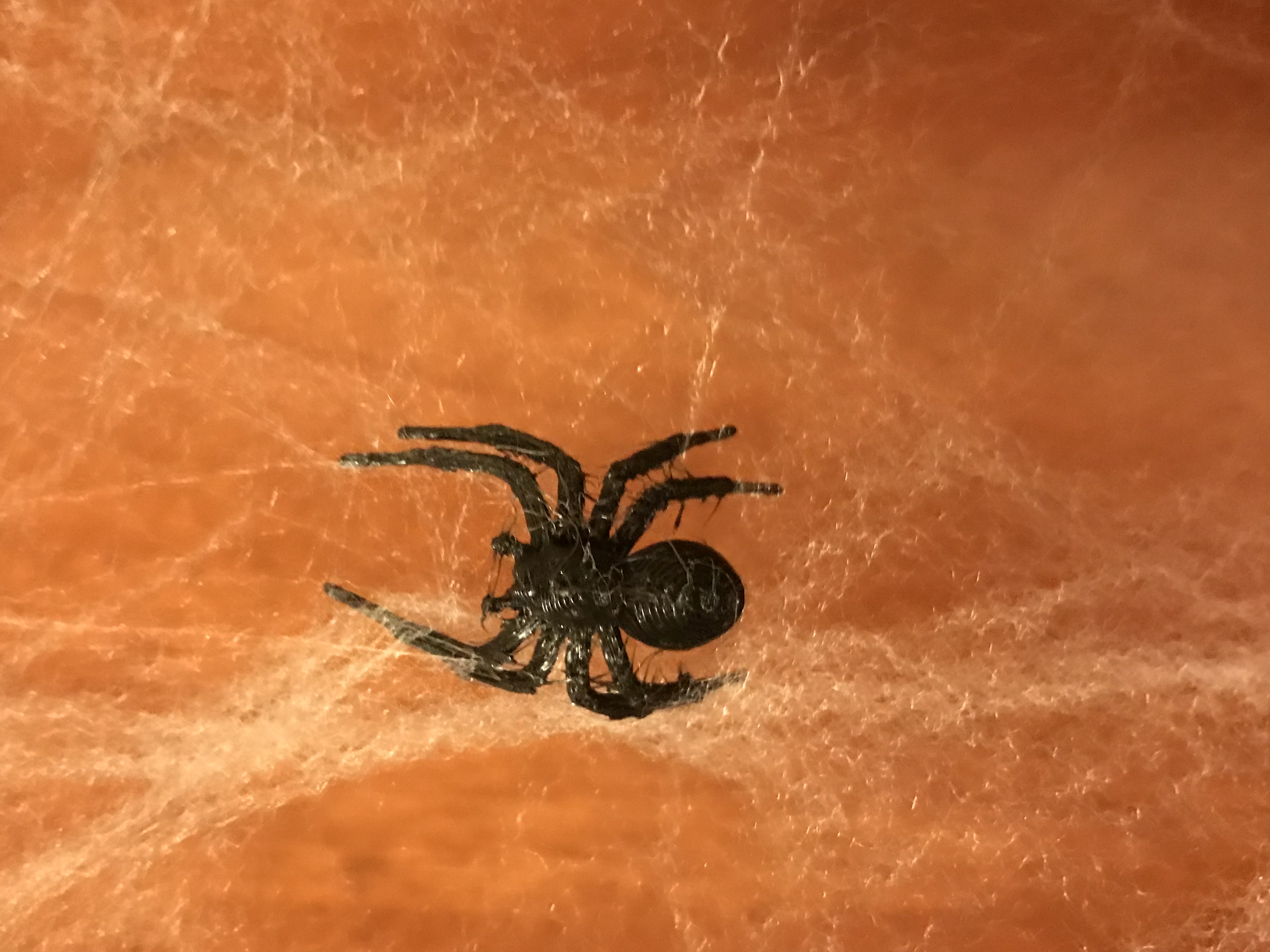 black-house-spider-for-halloween-by-martin3d-download-free-stl-model