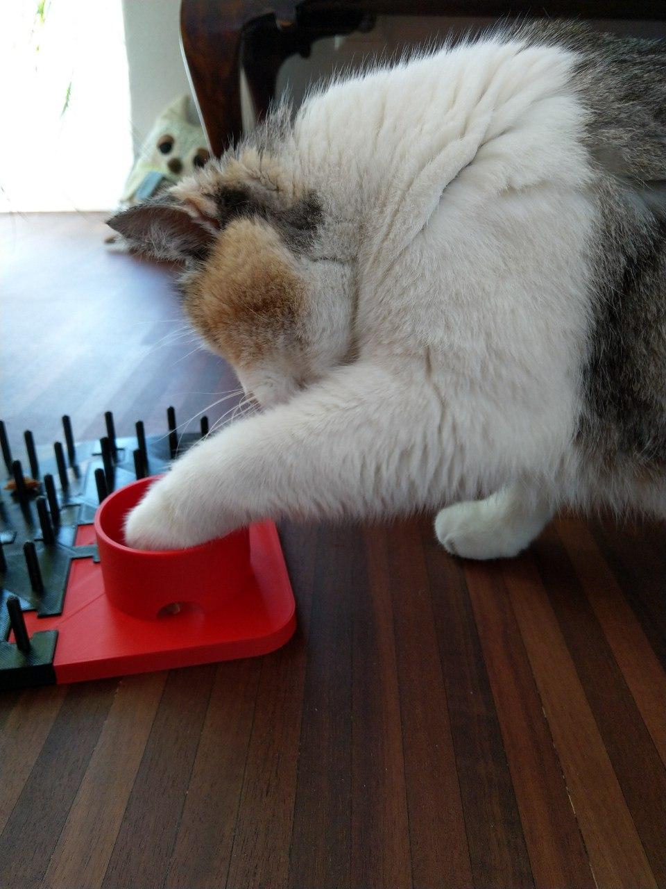 cat playing board extention and remixes