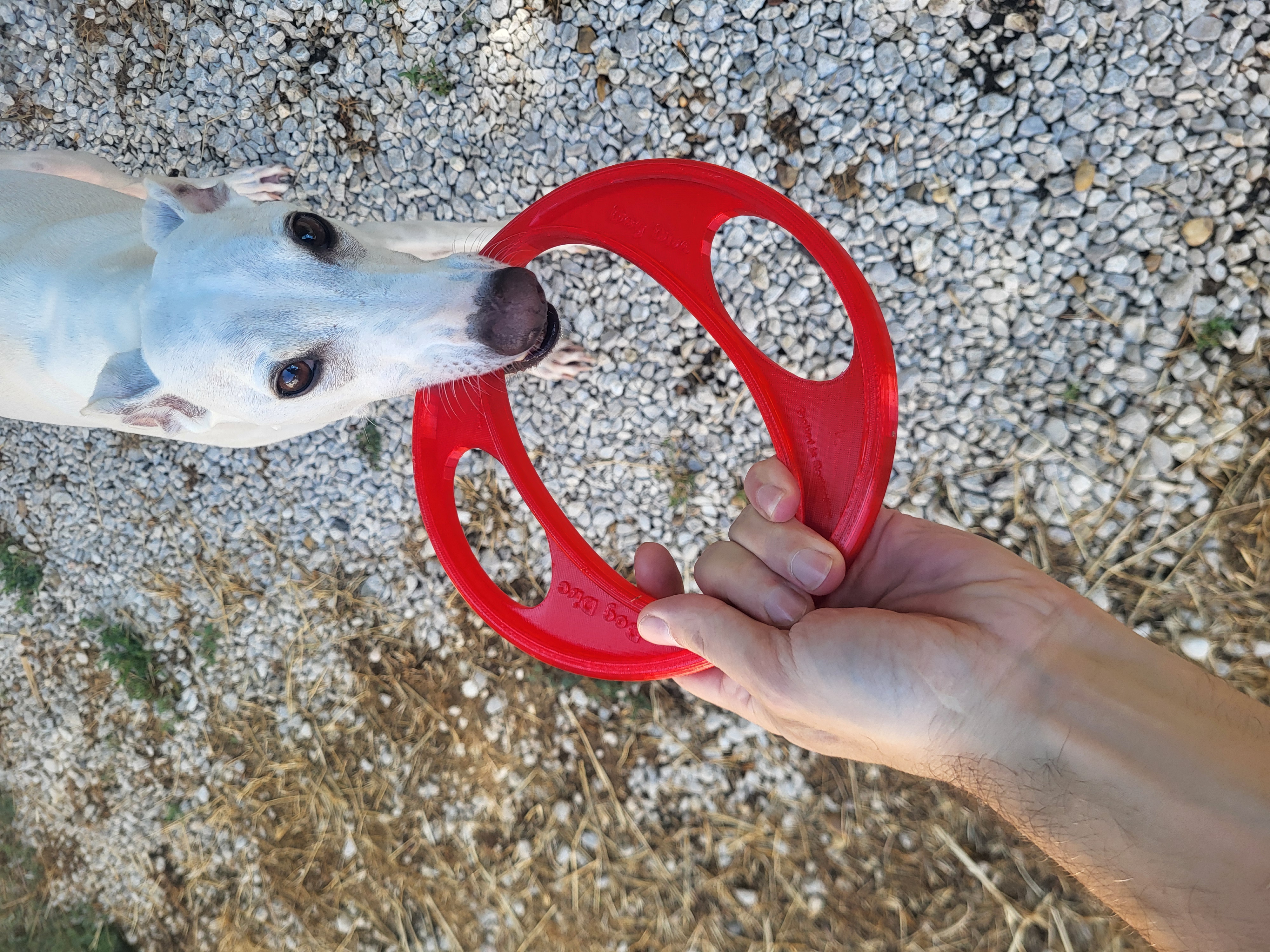 Dog Disc - Frisbee