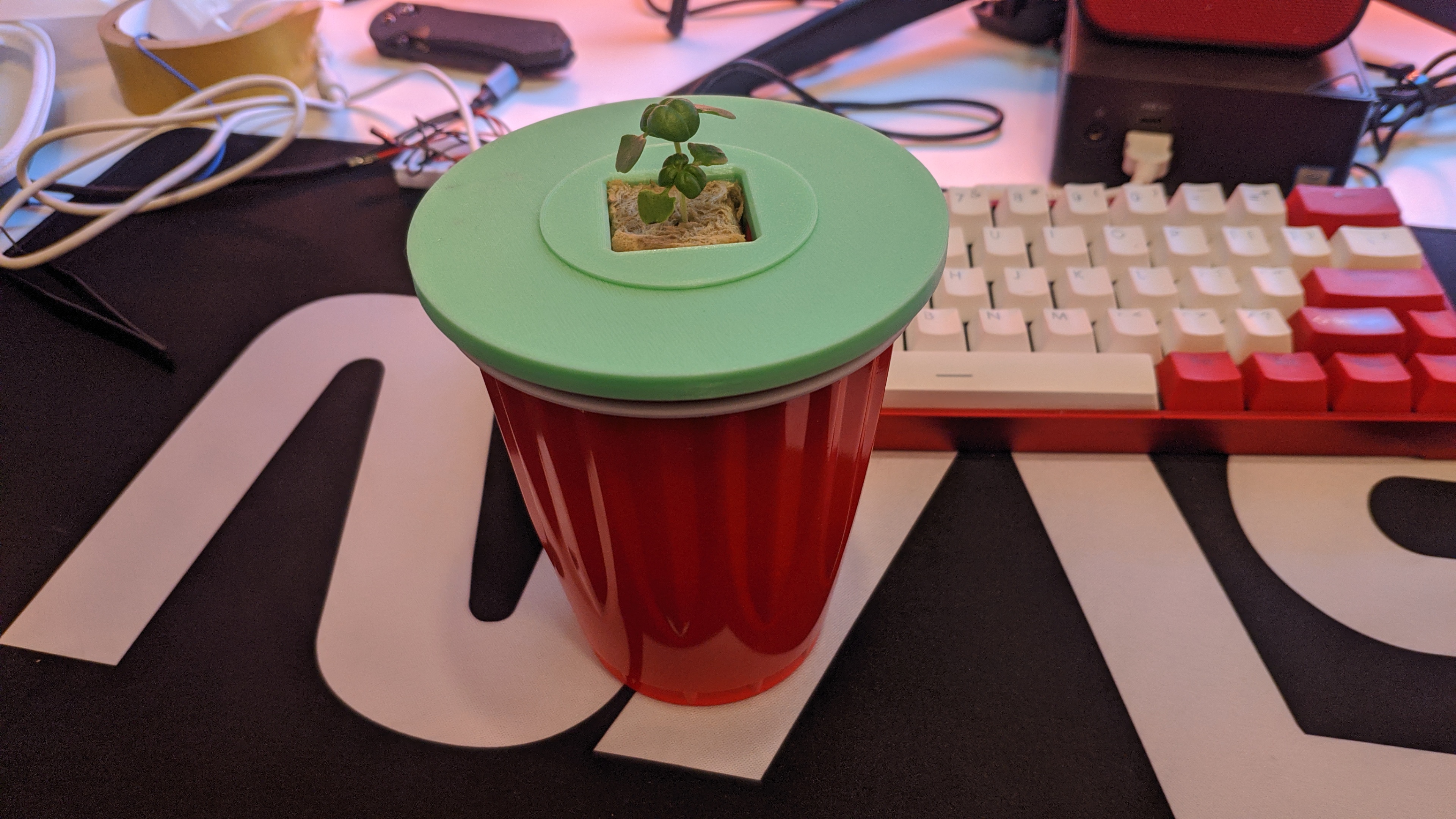American Red cup Kratky system