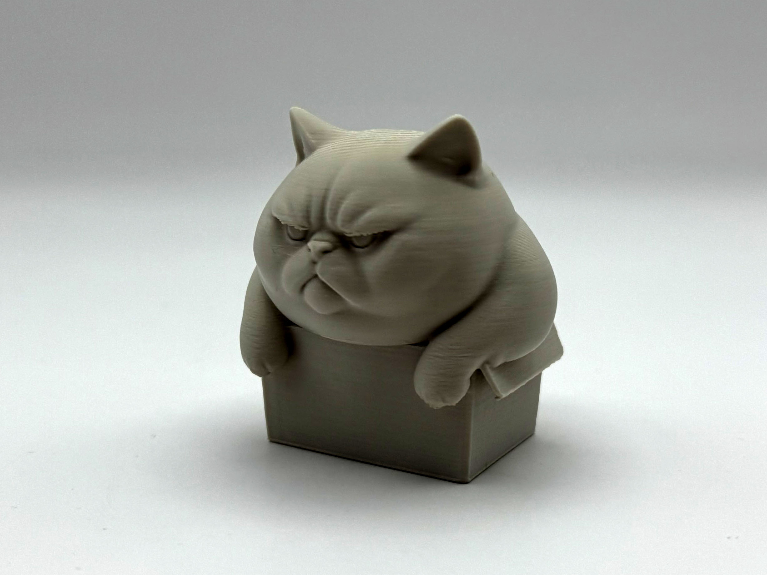Chonky Box Kitten