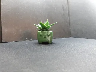 Plant in a pot.