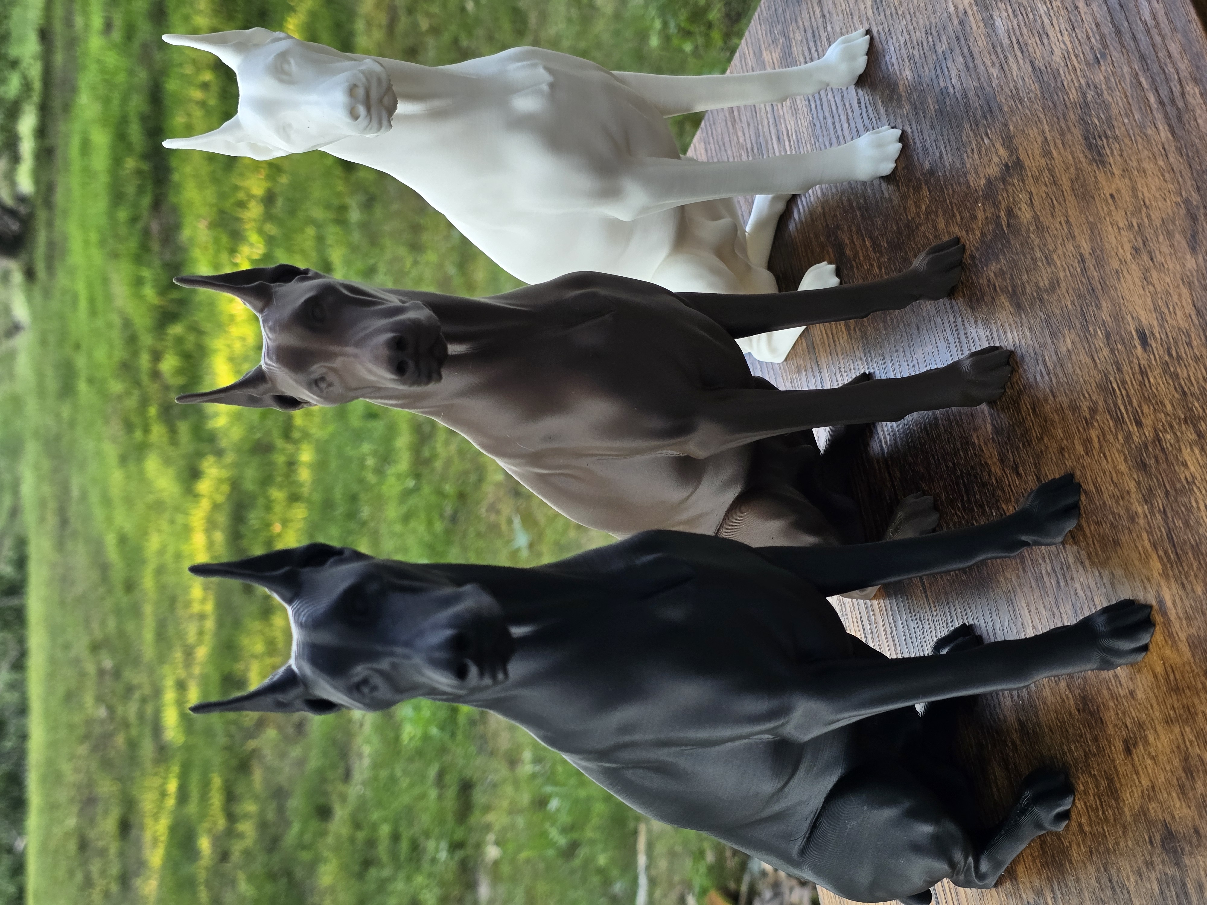 Doberman Pinscher