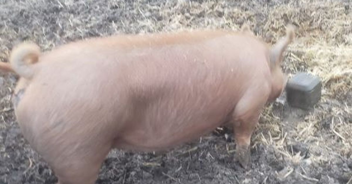 3D Printed Enrichment Toy for Pigs by knarc Download free STL model