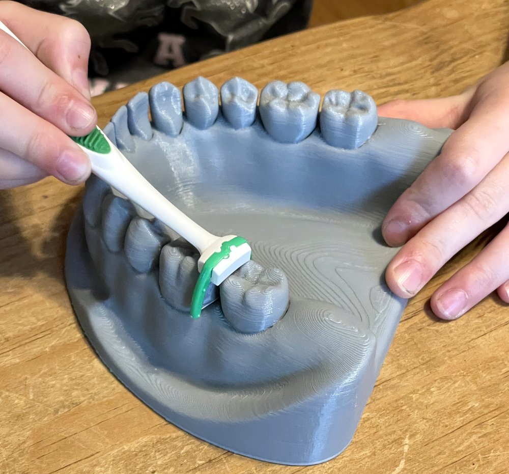 Dental Mandible / Maxilla Model for Brushing and Flossing Education