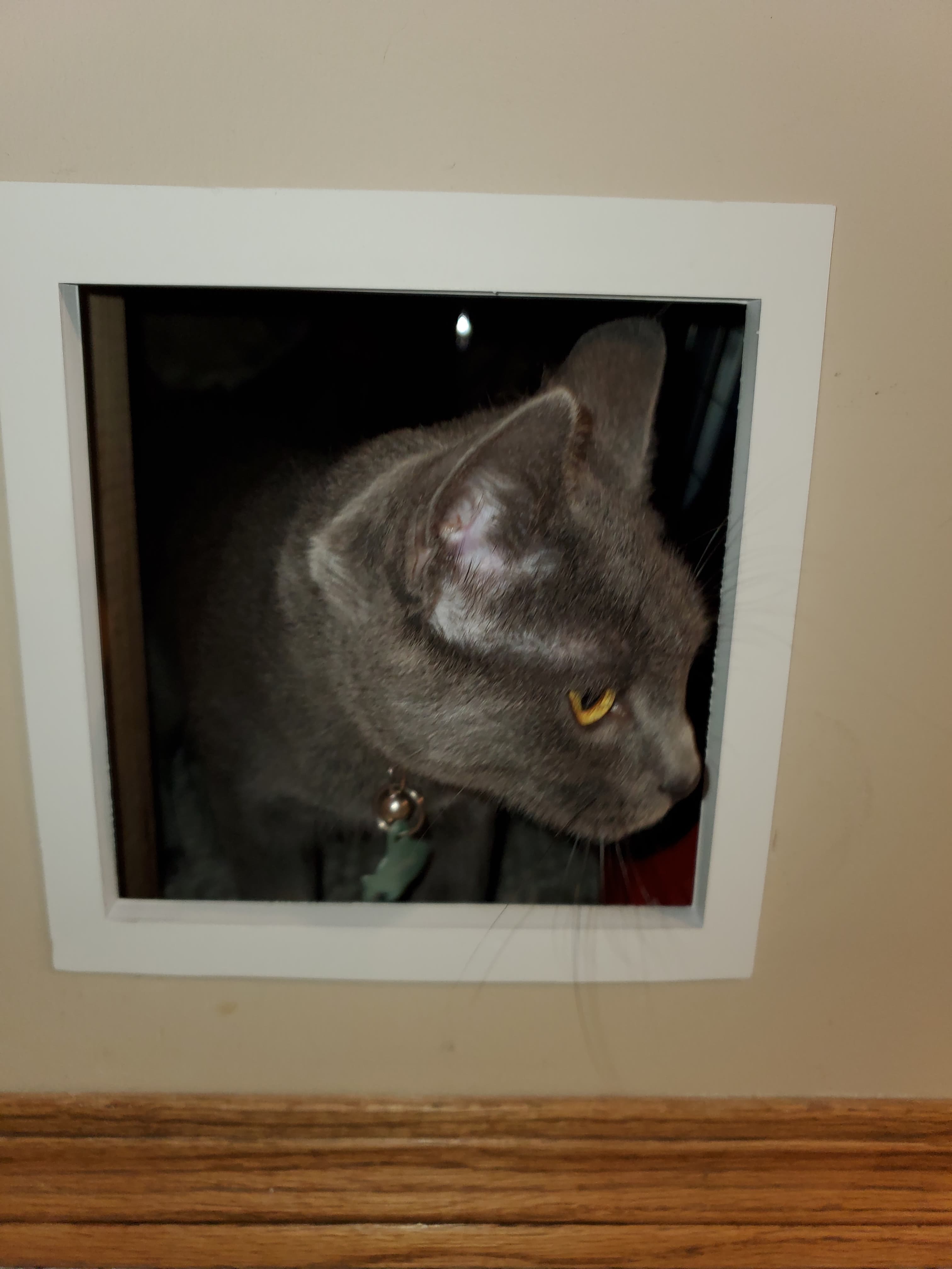 Cat Door For 1/2 Inch Drywall. by Beeks1996 Download free STL model