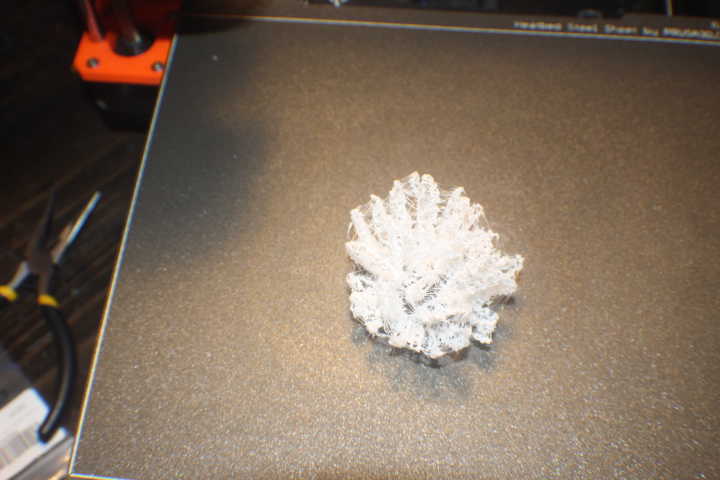 Perforated Coral Reef