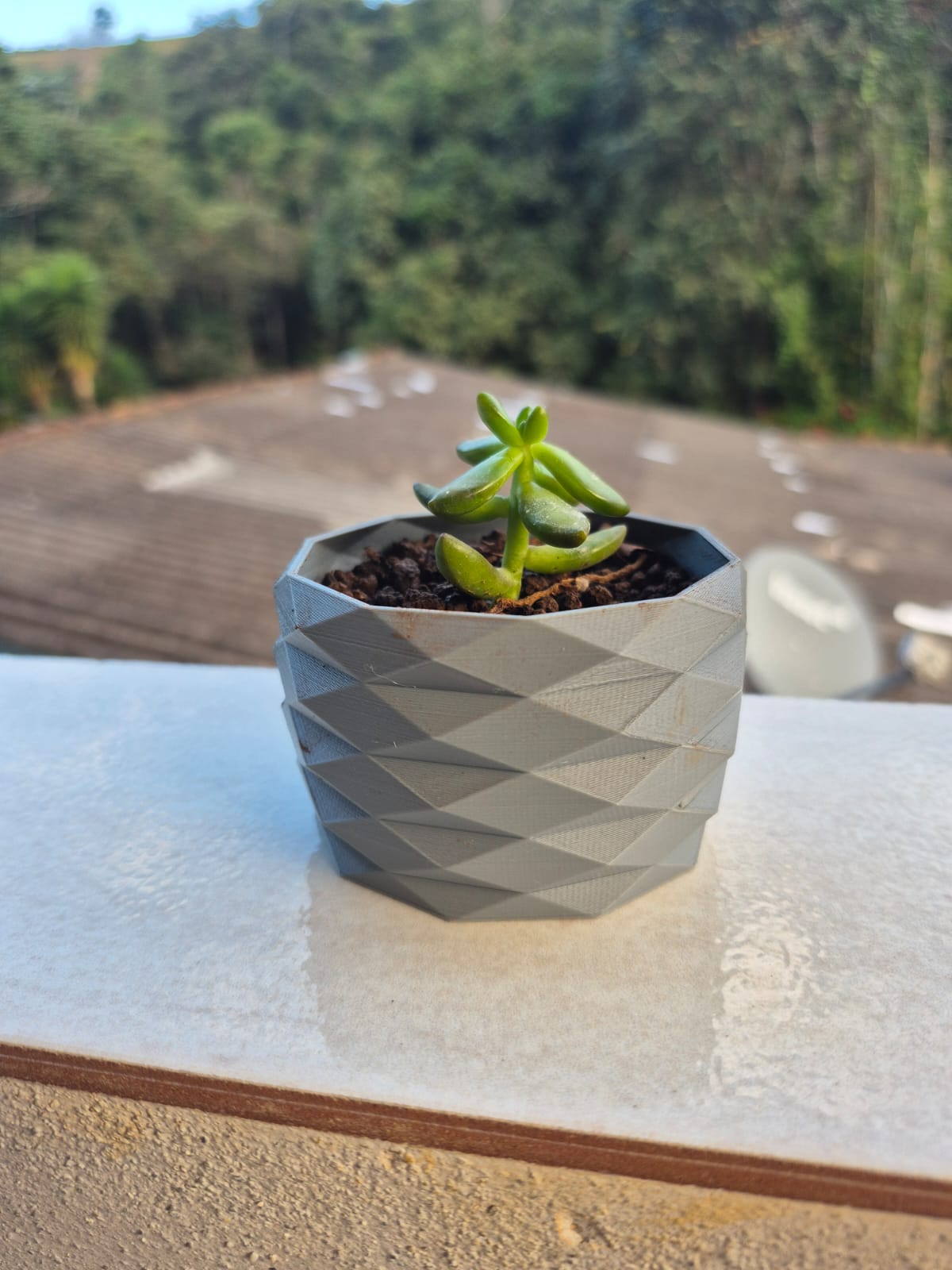 Vaso Suculentas